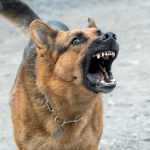 attaque chien mechant
