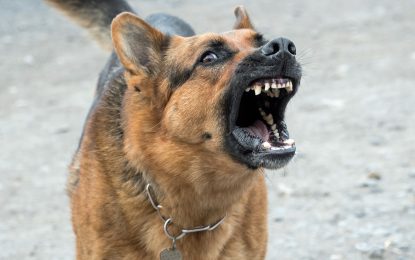 Un Homme a été mordu au visage lors de l&rsquo;attaque d&rsquo;un chien à Repentigny