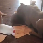 pitbull a mange un chat