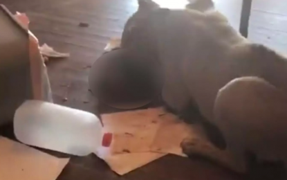 Le pitbull du voisin mange son chat !