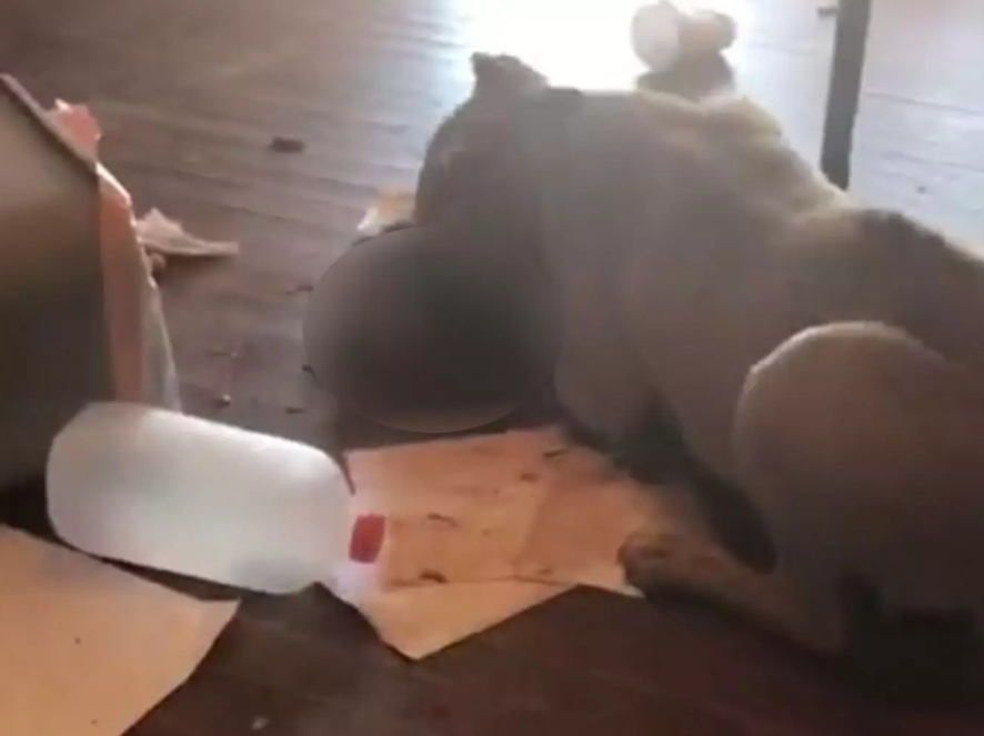 Le pitbull du voisin mange son chat !