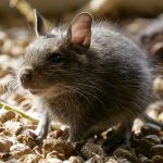 rats rongeurs