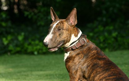 Attaque : lourdes peines pour le propriétaire d’un chien « non-violent »